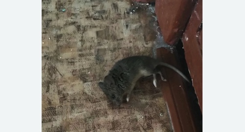 Дезинфекция от мышей в Конаково